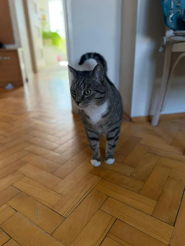 Kot do adopcji, Głowno, 23 marca 2026 (2/5)