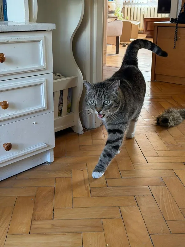 Kot do adopcji, Głowno, 23 marca 2026 (4/5)