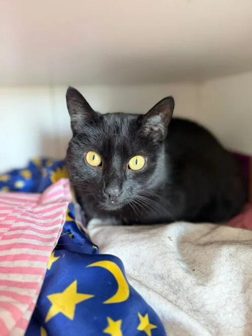 Kot do adopcji, Głowno, 23 marca 2026 (1/3)