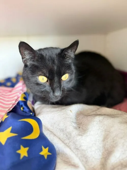 Kot do adopcji, Głowno, 23 marca 2026 (2/3)