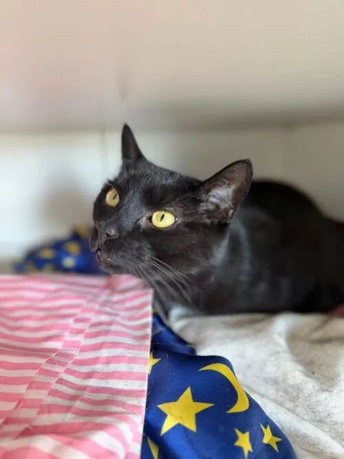 Kot do adopcji, Głowno, 23 marca 2026 (3/3)