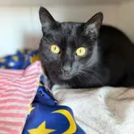 Kot do adopcji