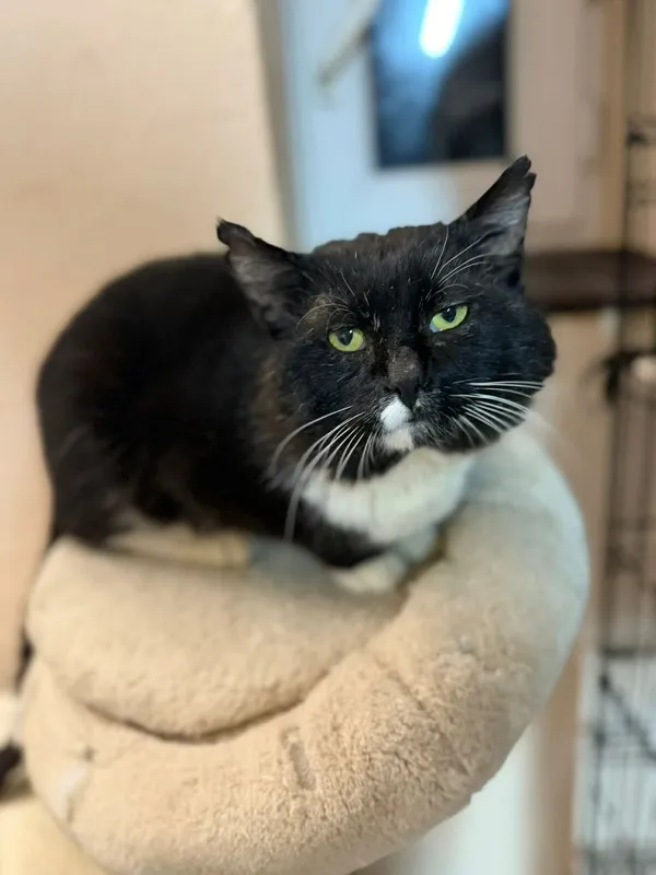 Kot do adopcji, Głowno, 23 marca 2026 (2/2)