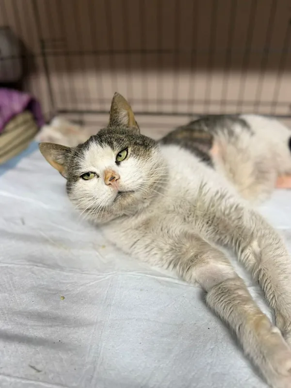 Kot do adopcji, Głowno, 23 marca 2026 (1/5)