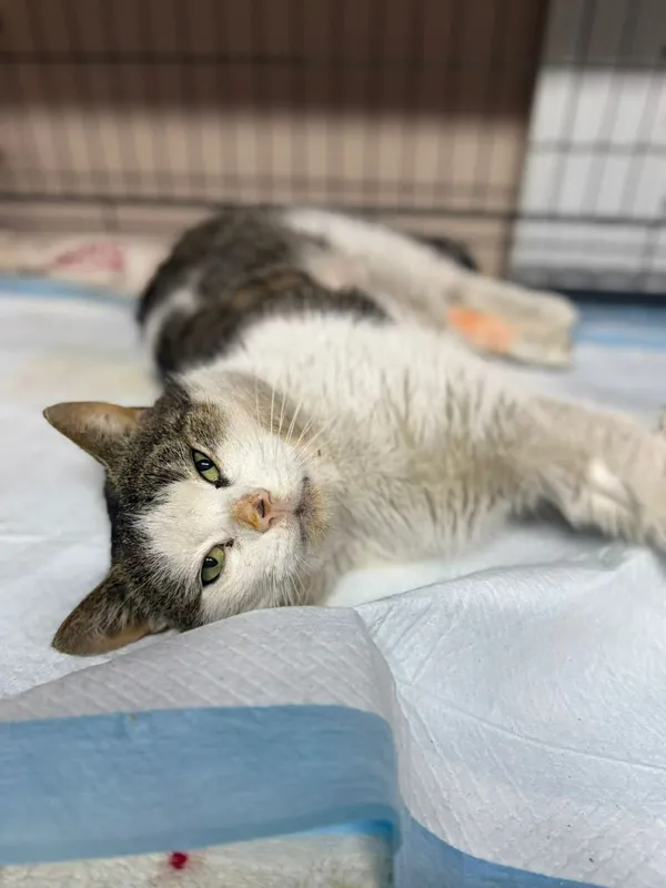 Kot do adopcji, Głowno, 23 marca 2026 (3/5)