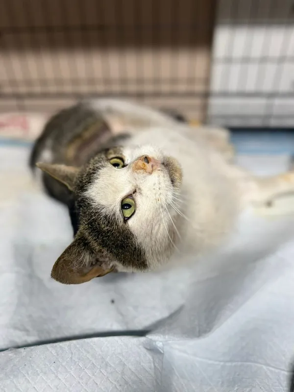 Kot do adopcji, Głowno, 23 marca 2026 (4/5)