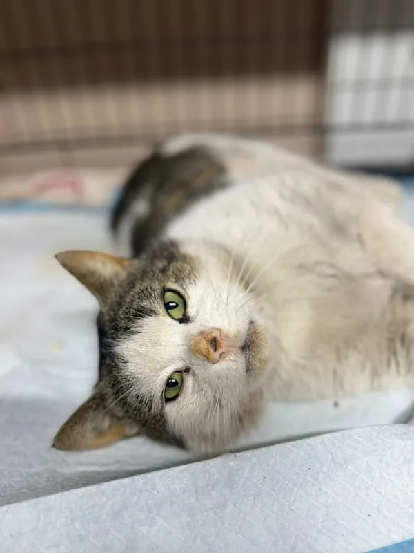 Kot do adopcji, Głowno, 23 marca 2026 (5/5)