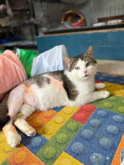 Kot do adopcji, Głowno, 23 marca 2026 (1/5)
