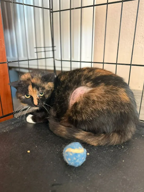 Kot do adopcji, Głowno, 23 marca 2026 (1/4)