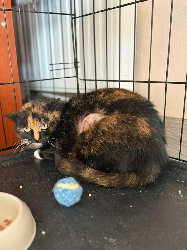 Kot do adopcji, Głowno, 23 marca 2026 (2/4)