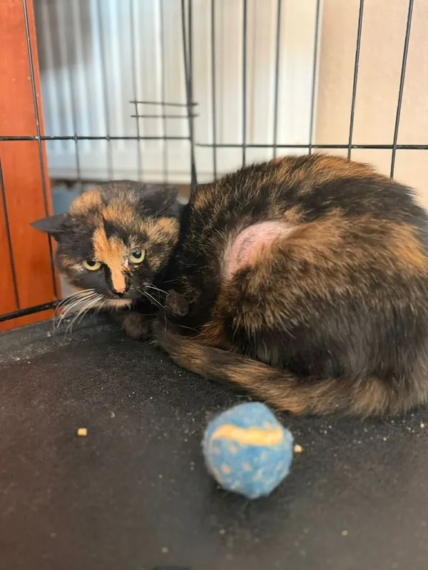 Kot do adopcji, Głowno, 23 marca 2026 (3/4)