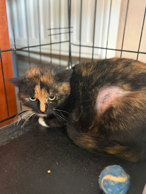 Kot do adopcji, Głowno, 23 marca 2026 (4/4)