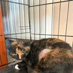 Kot do adopcji