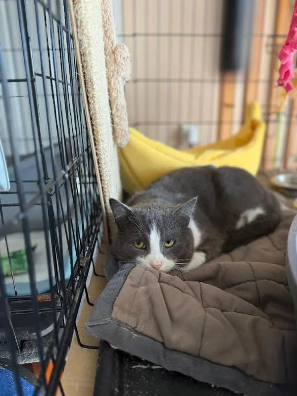 Kot do adopcji, Głowno, 23 marca 2026 (1/4)