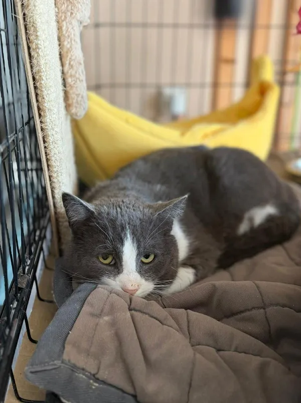 Kot do adopcji, Głowno, 23 marca 2026 (2/4)