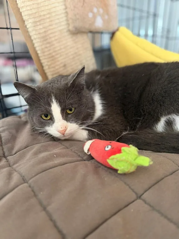 Kot do adopcji, Głowno, 23 marca 2026 (3/4)