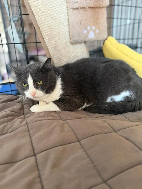 Kot do adopcji, Głowno, 23 marca 2026 (4/4)