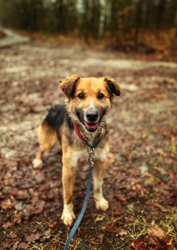 Pies do adopcji, Dłużyna Górna, 23 marca 2026 (1/5)