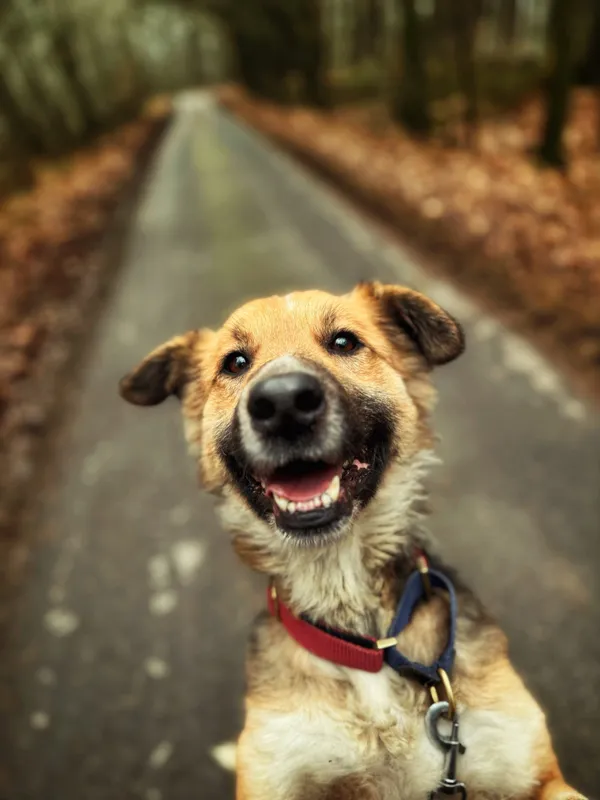 Pies do adopcji, Dłużyna Górna, 23 marca 2026 (2/5)