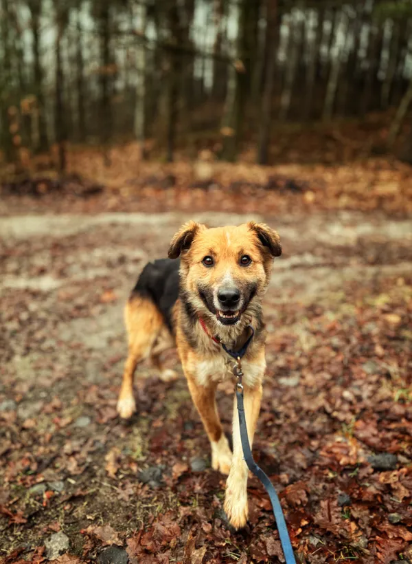 Pies do adopcji, Dłużyna Górna, 23 marca 2026 (4/5)