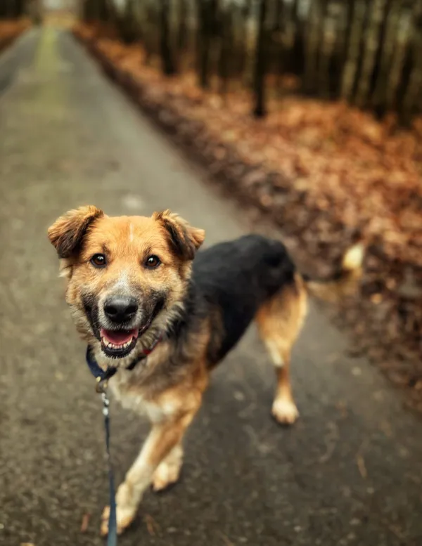 Pies do adopcji, Dłużyna Górna, 23 marca 2026 (5/5)