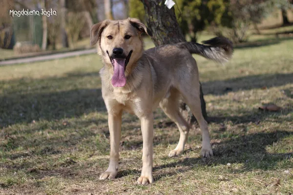 Pies do adopcji, Bydgoszcz, 23 marca 2026 (2/5)