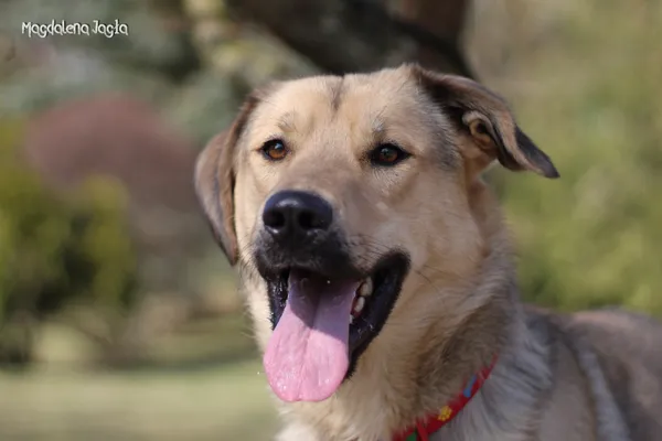 Pies do adopcji, Bydgoszcz, 23 marca 2026 (4/5)