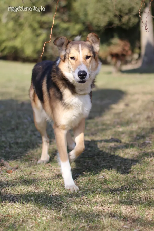 Pies do adopcji, Bydgoszcz, 23 marca 2026 (1/5)