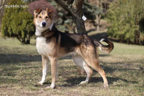 Pies do adopcji, Bydgoszcz, 23 marca 2026 (2/5)