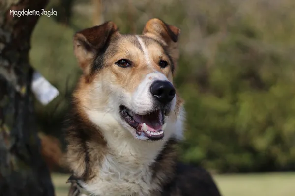 Pies do adopcji, Bydgoszcz, 23 marca 2026 (4/5)