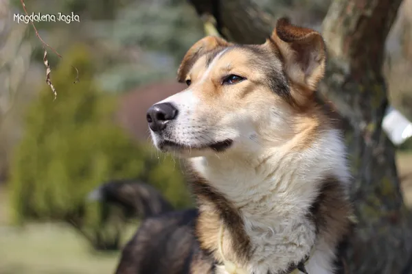 Pies do adopcji, Bydgoszcz, 23 marca 2026 (5/5)