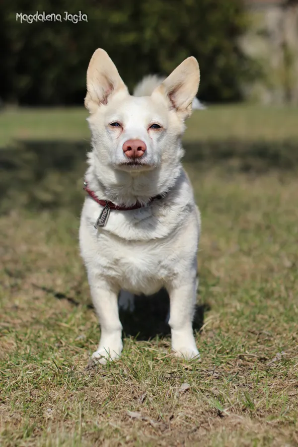 Pies do adopcji, Bydgoszcz, 23 marca 2026 (1/5)