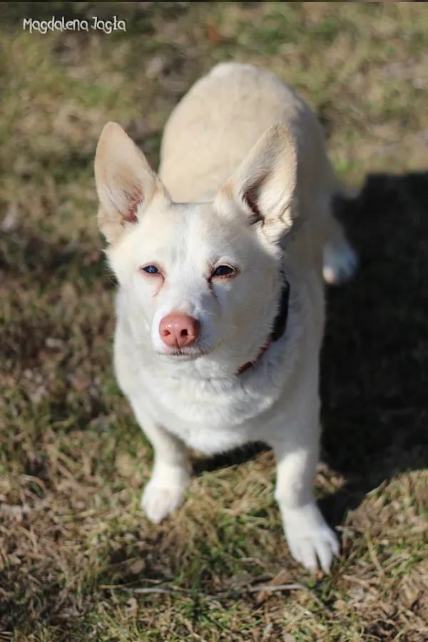 Pies do adopcji, Bydgoszcz, 23 marca 2026 (2/5)