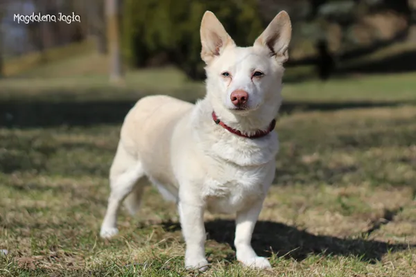 Pies do adopcji, Bydgoszcz, 23 marca 2026 (5/5)