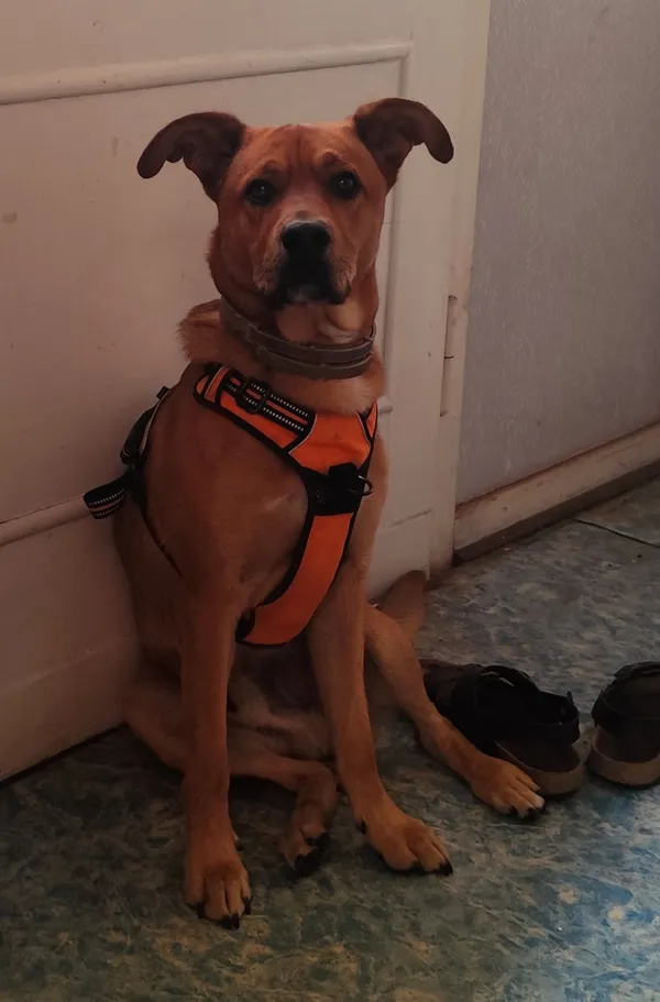 Zaginął pies, Łódź, 23 marca 2026