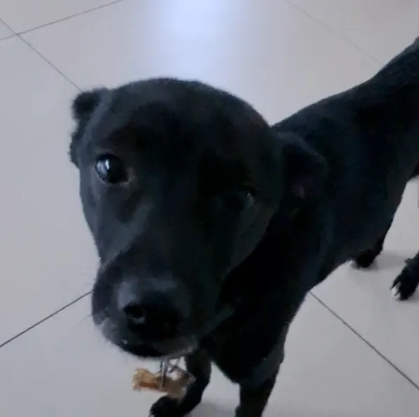 Zaginął pies, Łódź, 23 marca 2026