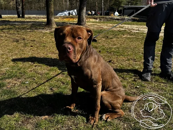 Pies do adopcji, Chełmek, 15 lutego 2026