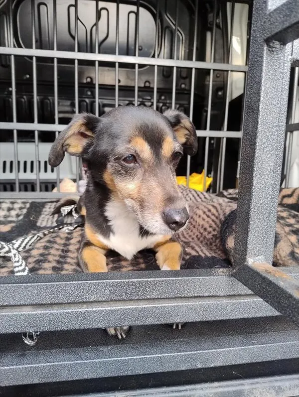 Znaleziono psa, Racibórz, 20 marca 2026