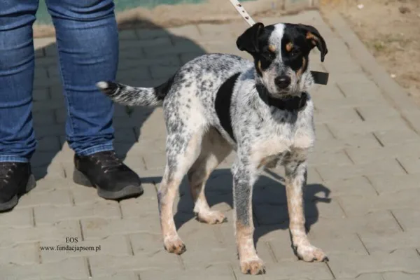 Pies do adopcji, Nowy Dwór Mazowiecki, 23 marca 2026 (1/5)