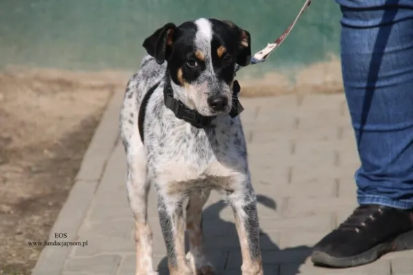 Pies do adopcji, Nowy Dwór Mazowiecki, 23 marca 2026 (3/5)