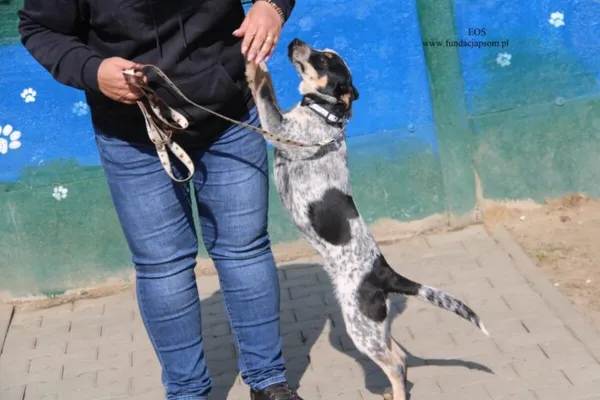 Pies do adopcji, Nowy Dwór Mazowiecki, 23 marca 2026 (4/5)