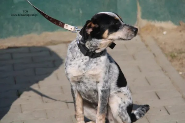 Pies do adopcji, Nowy Dwór Mazowiecki, 23 marca 2026 (5/5)