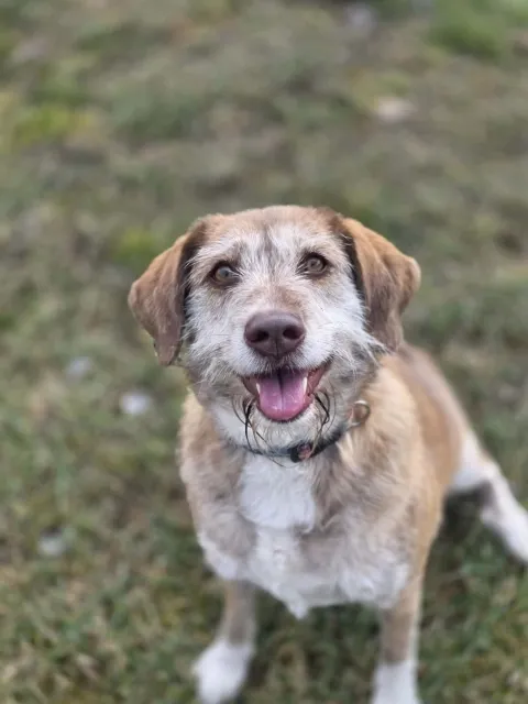 Pies do adopcji, Piła, 28 lutego 2026 (2/5)