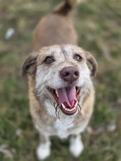 Pies do adopcji, Piła, 28 lutego 2026 (3/5)