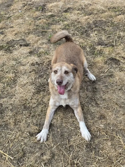 Pies do adopcji, Piła, 28 lutego 2026 (4/5)