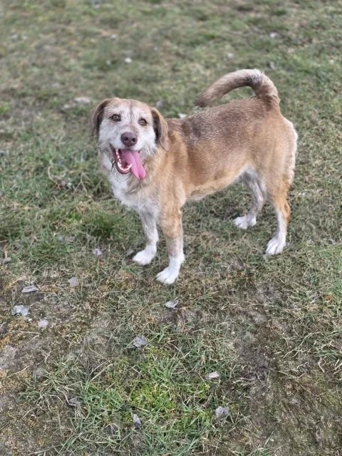 Pies do adopcji, Piła, 28 lutego 2026 (5/5)