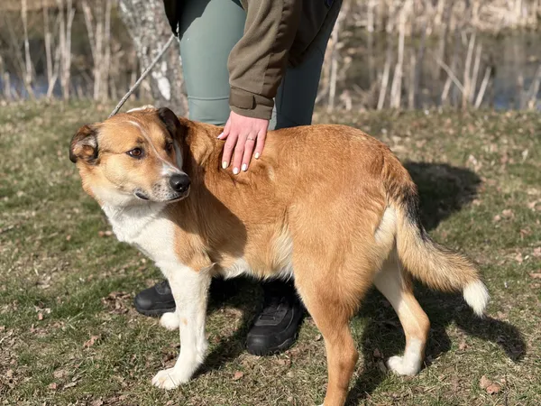 Pies do adopcji, Bełchatów, 7 marca 2026 (2/5)