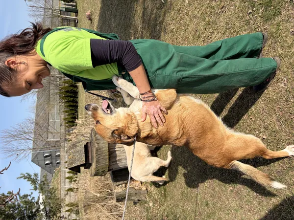 Pies do adopcji, Bełchatów, 7 marca 2026 (3/5)