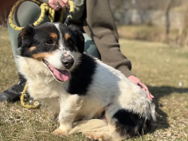 Pies do adopcji, Bełchatów, 29 października 2024 (1/5)