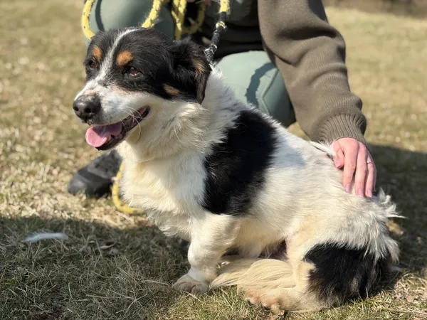 Pies do adopcji, Bełchatów, 29 października 2024 (4/5)